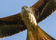 A red kite bird of prey, viewed from underneath. The bird is looking directly at the observer.